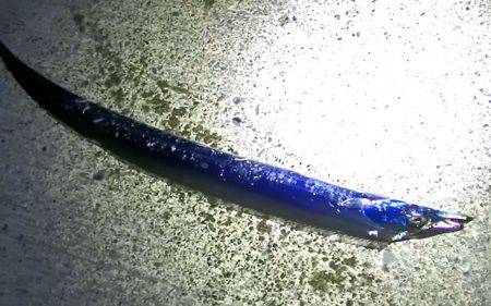 焼津　石津浜太刀魚ジギング＆ふぃっしゅーな釣果